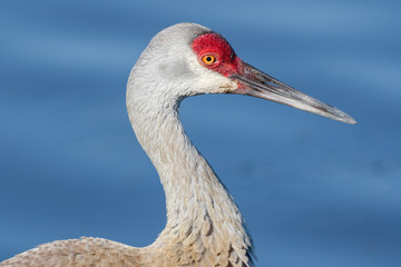 Profile of a sandhill crane with blue water background