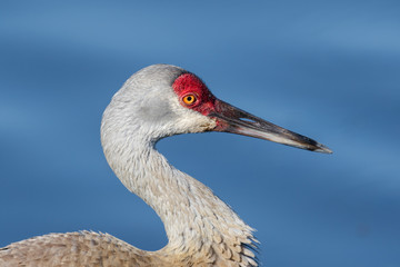 Profile of a sandhill crane with blue water background