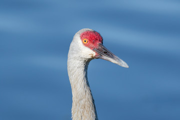 Profile of a sandhill crane with blue water background