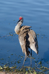 Preening sandhill crane at the waters edge