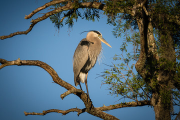 Great blue heron perched on tree branch in the morning sunlight