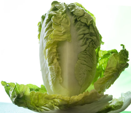 Lechuga fresca y verde.
Preparada cortar y crear la ensalada.
