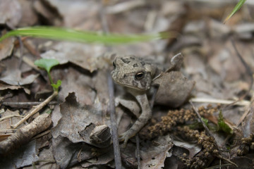 feeling froggy