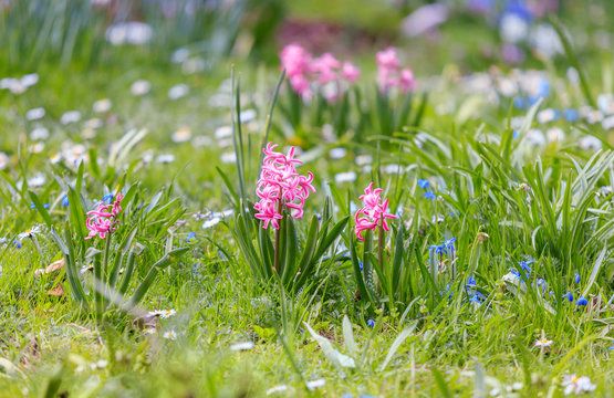 Pink Hyacinth  in the garden