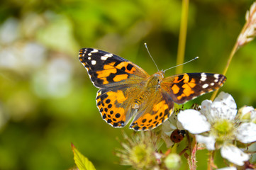 Fototapeta na wymiar Painted Lady Butterfly