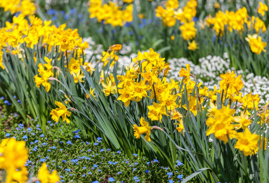 A field of yellow daffodils