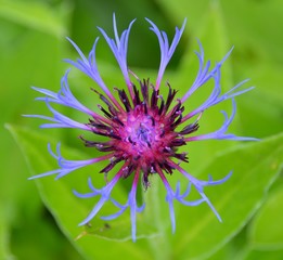 Macro Colourful Cornflower