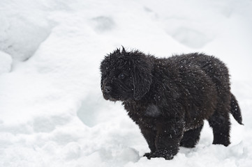 frontal image of black puppy in the snow
