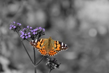 Selective colour edit on a Painted Lady Butterfly