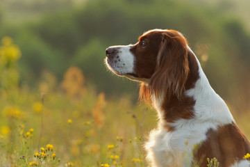 Dog portrait, irish red and white setter on golden sunset background, outdoors, horizontal