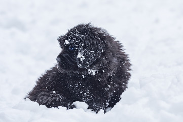 Newfoundland puppy in the snow
