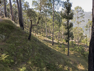 Wanderung durch ein Waldgebiet in der Nähe von Mukteshwar in Uttarakhand Indien