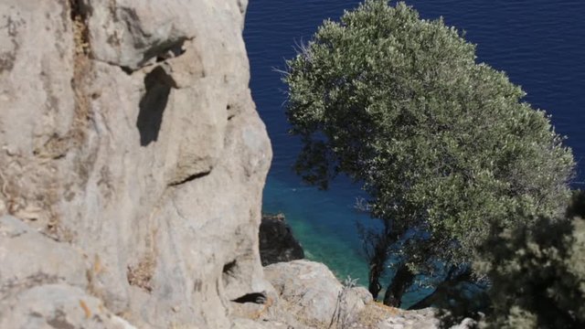 Green Olive Tree And Archa Against Blue Sea 