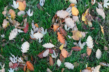 Texture of autumn foliage top view