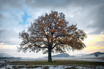 single oak in the winter time