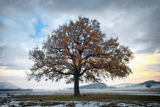 Fototapeta single oak in the winter time