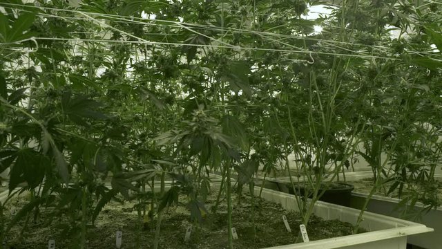 Cannabis plants in a marijuana farm