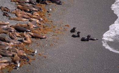 SUN BATHING SEA LIONS