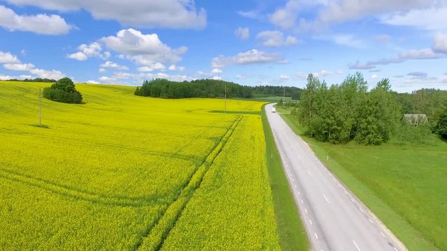 Yellow fields in summer season with trees and blue sky, aerial view