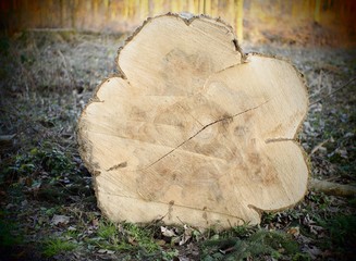 Jahresringe - riesiger Eschenbaum mit hohem Lebensalter