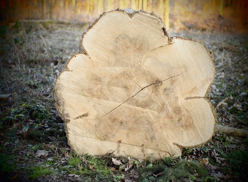 Jahresringe - riesiger Eschenbaum mit hohem Lebensalter