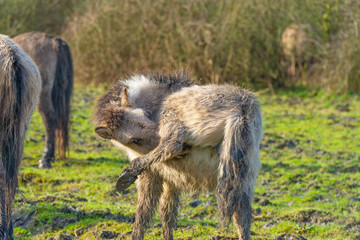 Feral horses in a natural park in winter