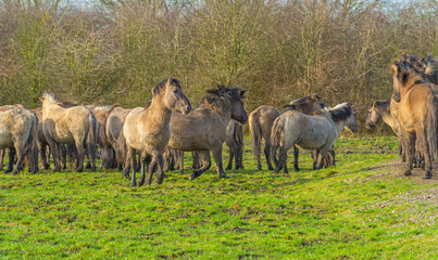 Feral horses in a natural park in winter