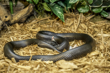 Mexican Black King-snake