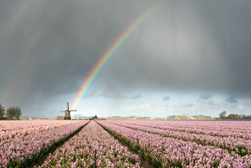 Rainbow over windmill and flower fields