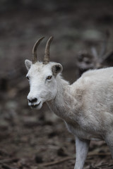 Rocky Mountain Goats