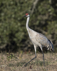 Sandhill Cranes
