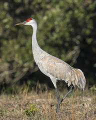 Sandhill Cranes