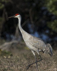 Sandhill Cranes