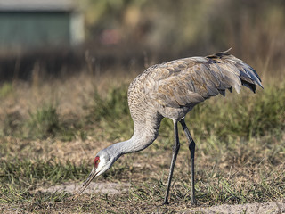 Sandhill Cranes