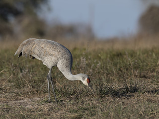 Sandhill Cranes