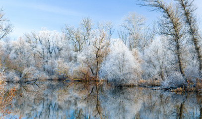 Beautiful frozen trees near the water