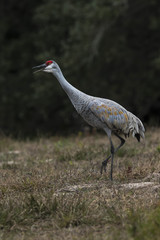 Sandhill Cranes