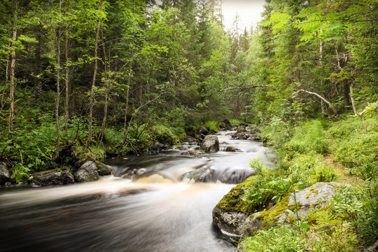 Long exposure of a forest stream with smooth water surroundet by trees and foliage.