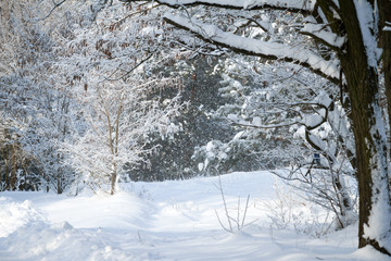 Snowfall in sunny winter forest