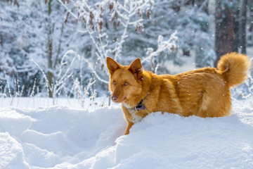 Cute foxy dog waiking in snowy forest