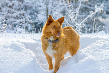 Cute ginger dog waiking in beautiful winter forest in snowfall