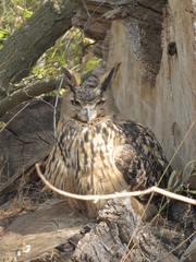 owl