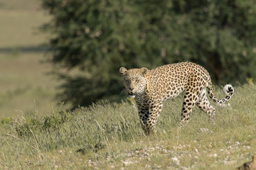 Fototapeta na wymiar Kalahari leopard