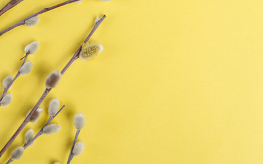 Fototapeta premium Pussy Willow flowers on yellow background
