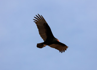 Turkey vulture
