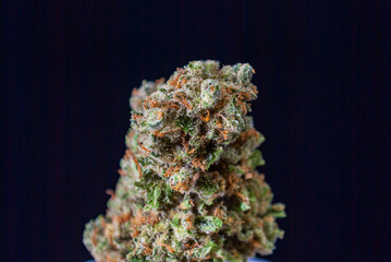 Cannabis Nug - Strain: Jack Herer
