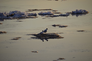 Чайки плывут на льдине 