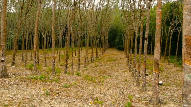 Plantation for the extraction of natural latex from rubber trees.