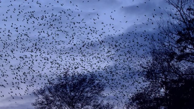 Flock of rooks in the evening