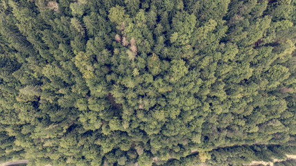 Drop down view of tree tops.
